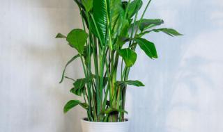 传大连辐射值超预期 传大连辐射值超预期